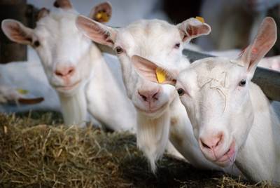 Alom opluchting nu er geen geitenhouderij bij Dierdonk komt; ‘Hier hebben we 't allemaal voor gedaan