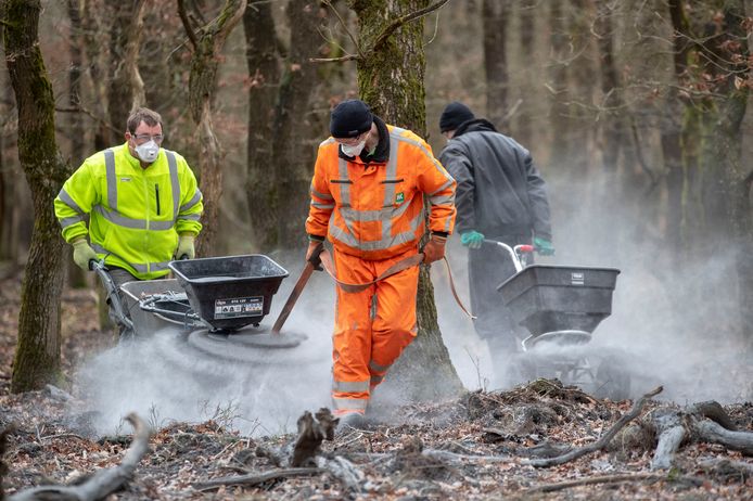 Steenmeel wordt uitgestrooid in het bos bij Kootwijk.