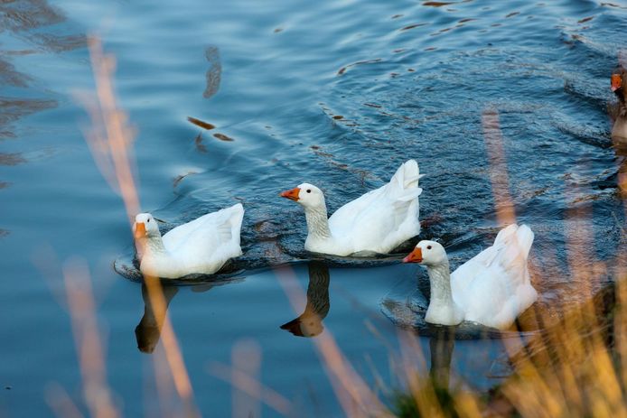 Deze ganzen steken regelmatig de straat over, maar geen nood: vanaf nu hebben ze hun eigen verkeersbord (foto onder).