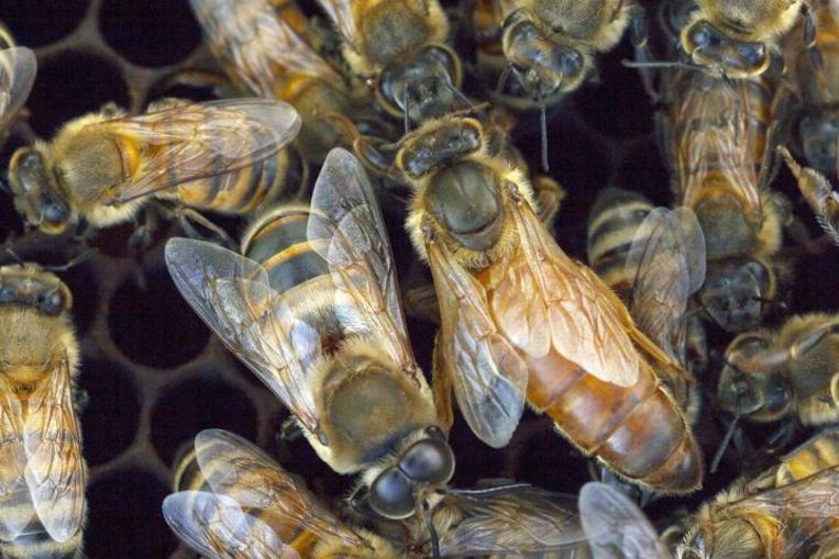 Honingbijen Beeld Manuel A. Giannoni-Guzman