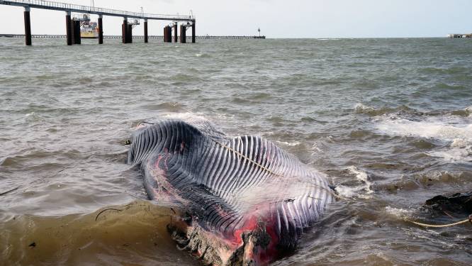 Walvis van 19 meter sterft in haven van Calais