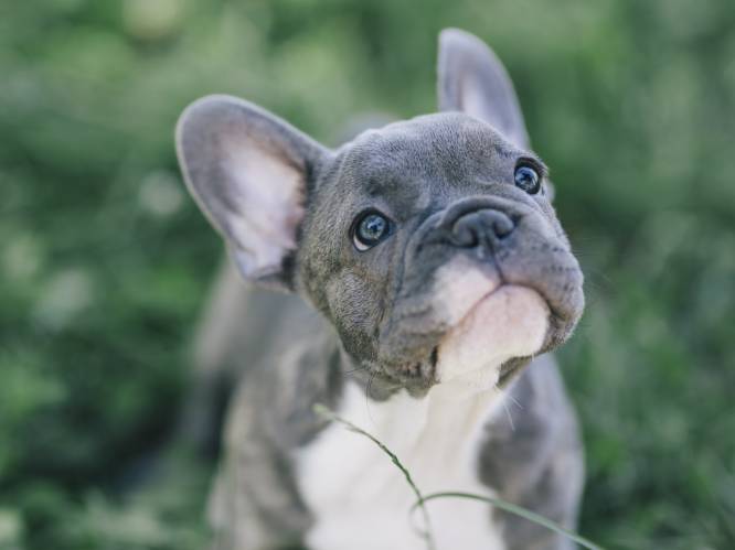 Nederland verbiedt fokken van honden met korte snuit