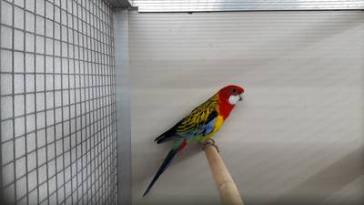 Tien jaar na uitbraak ziekte weer papegaai op show Weurt