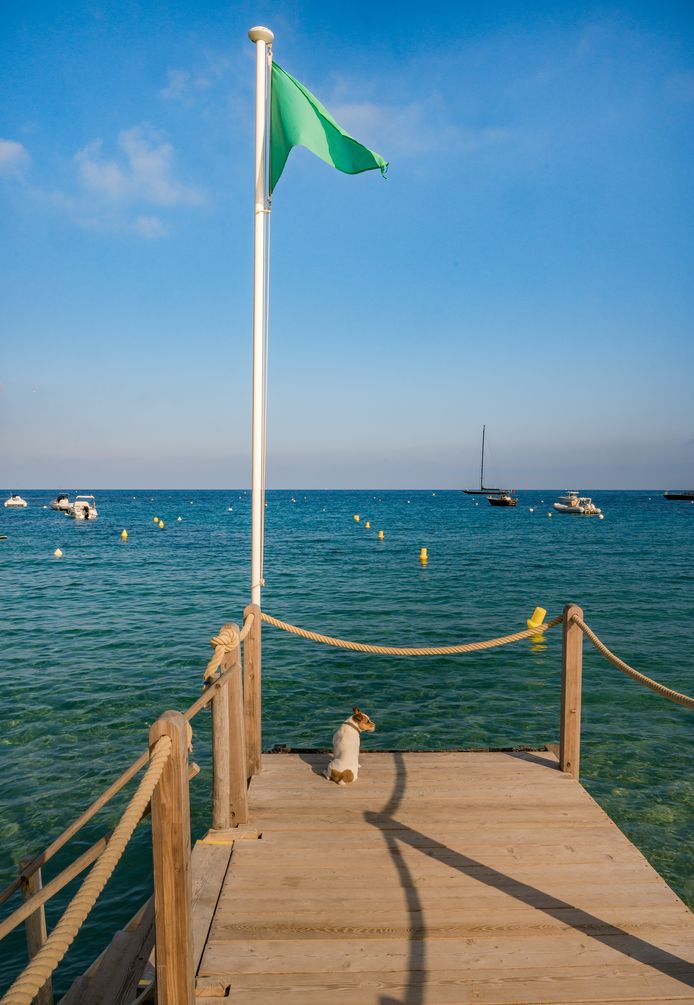 A green flag also means in Saint-Tropez that you can swim in the clear sea water.  But this dog is still unsure whether he will take a dip.
