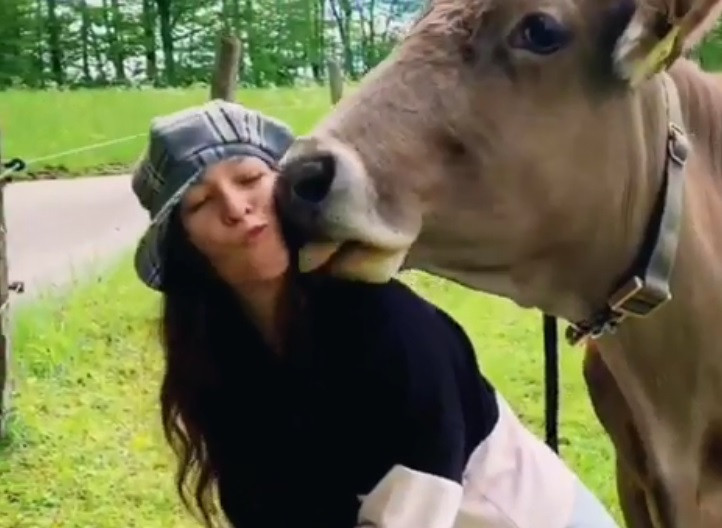 Le #KuhKussChallenge invite à embrasser des vaches pour récolter des fonds à des fins humanitaires.