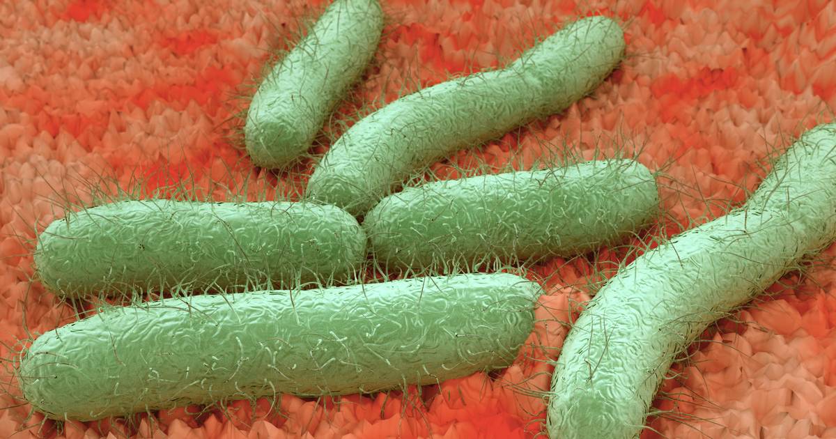 Besmetting Met E-Coli Bacterie: Hoe Gevaarlijk Is Dat? | Besmet Drinkwater  | Ad.Nl