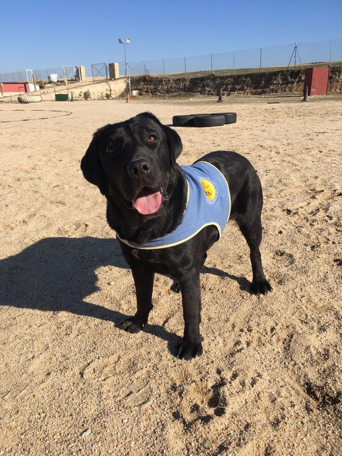 De gestolen zwarte labrador Pocahontas.