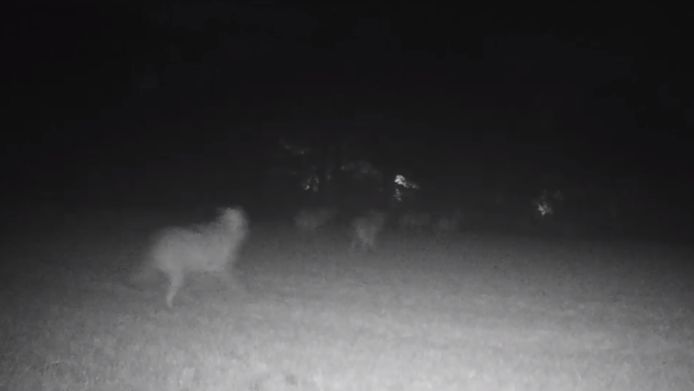 Bijna voltallige wolvenroedel op camera in Sonnis-helchteren. Wolf wolven