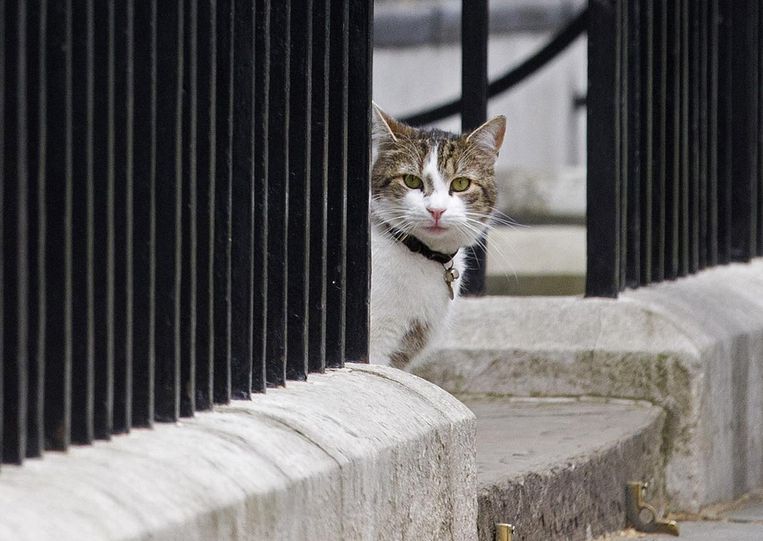 De Camerons moeten verhuizen, alleen Larry, de kat, mag blijven. Beeld AFP