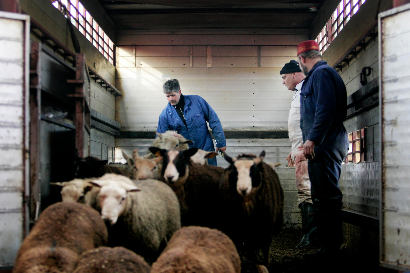 Offeren van schaap of rund in Nederland steeds duurder ‘Dit is niet te