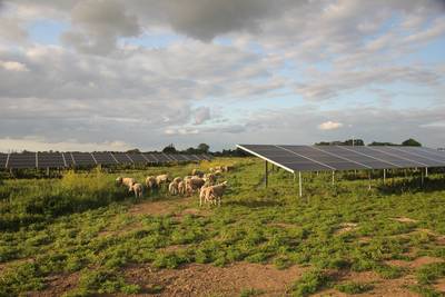 Schapen onderhouden gras bij Ewijks zonnepark