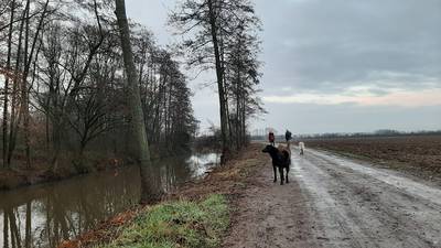 Natuurbeschermers kwaad over bomenkap bij Wylerbergmeer