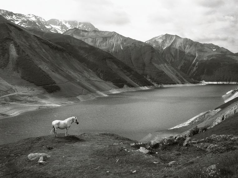 Paard in de Alpen, 1999 Beeld Patrick De Spiegelaere