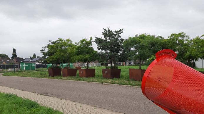 Bomen die normaal op de Maaskade staan, staan nu een stukje verderop. Veilig achter de dijk.