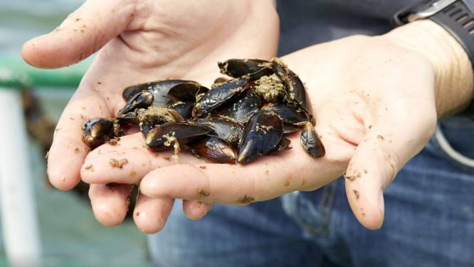 Colruyt bevestigt eerste mossellijnen in zijn zeeboerderij: “De eerste Belgische mosselen liggen volgend jaar in de rekken”