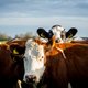 Strenger klimaatbeleid dreigt door hogere uitstoot methaan
