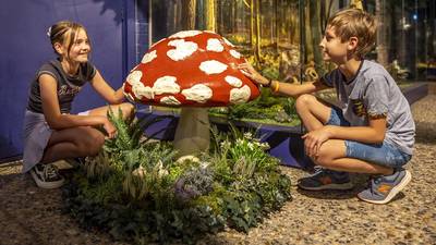 Schimmeltentoonstelling in Museum Klok & Peel