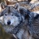 Opinie: ‘Al die zorgen om de veronderstelde moordzucht van de wolf zijn onnodig en bovendien hypocriet’
