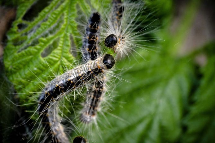 Een nest van de eikenprocessierups. De eerste eikenprocessierupsen krijgen rond deze tijd brandharen en die kunnen bij mensen die ermee in contact komen voor ernstige klachten zorgen.