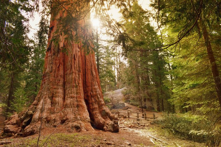  Sequoia National Park Beeld Getty Images/iStockphoto