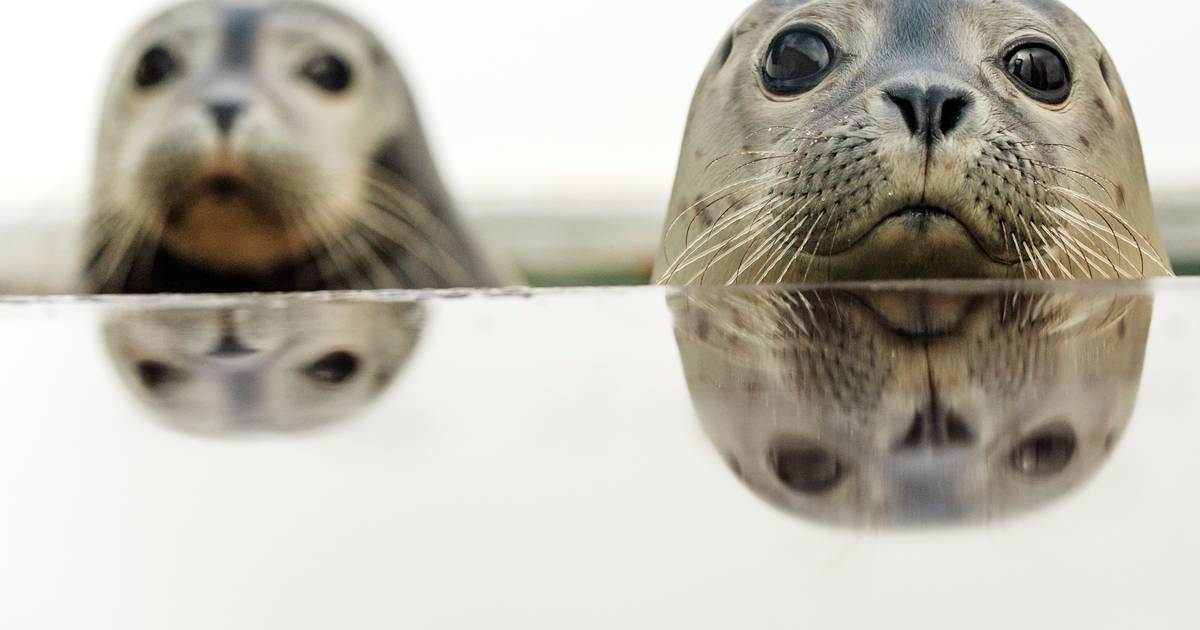 Zeehondenopvang in Stellendam zoekt vrijwilligers en organiseert informatieavond | Goeree-Overflakke