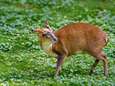 'Chinese Bambi' eet mooiste bloemen op dus moet hij dood: zelfs Natuurpunt laat jacht toe