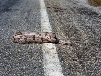27 dode wurgslangen gevonden langs kant van de weg in Wales