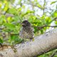 Vogels die op een eiland leven, blijken slimmer dan andere vogels
