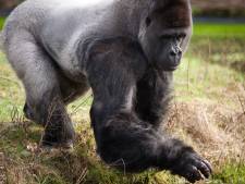 Bioloog reikt boek uit aan gorilla’s in Burgers Zoo: ‘Stoor nooit een vlooiende aap’