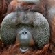 Verdronken orang-oetan in Apenheul werd opgejaagd