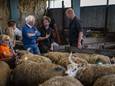 Demissionair landbouwminister Piet Adema (Landbouw, Natuur en Voedselkwaliteit) bezoekt een schapenhouderij.