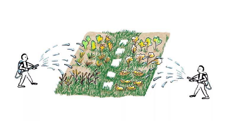 De medifoor voor leukemie: een overwoekerde moestuin die besproeid moet worden. Beeld medifoor.nl