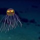Marianentrog, de diepste plek op aarde, geeft geheimen (nog) niet prijs: oceanograaf verliest levenswerk