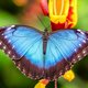 Winnen: 10 x 2 tickets voor de Vlindertuin