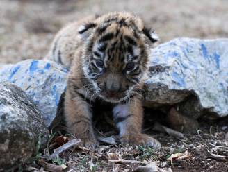 Mexicaanse zoo verwelkomt tijgerwelpje ‘Covid’