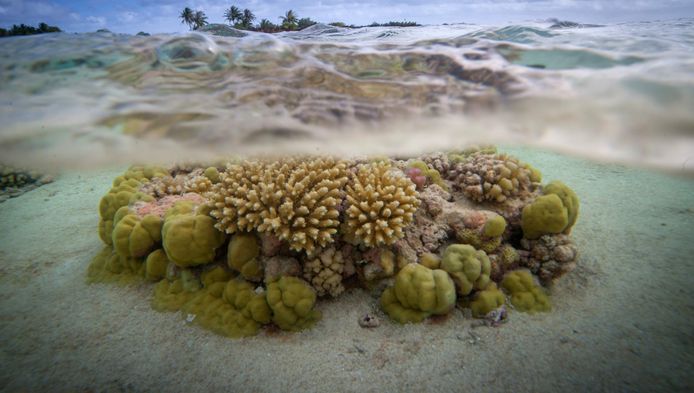 Koraalriffen in de Stille Oceaan rond Frans-Polynesië.