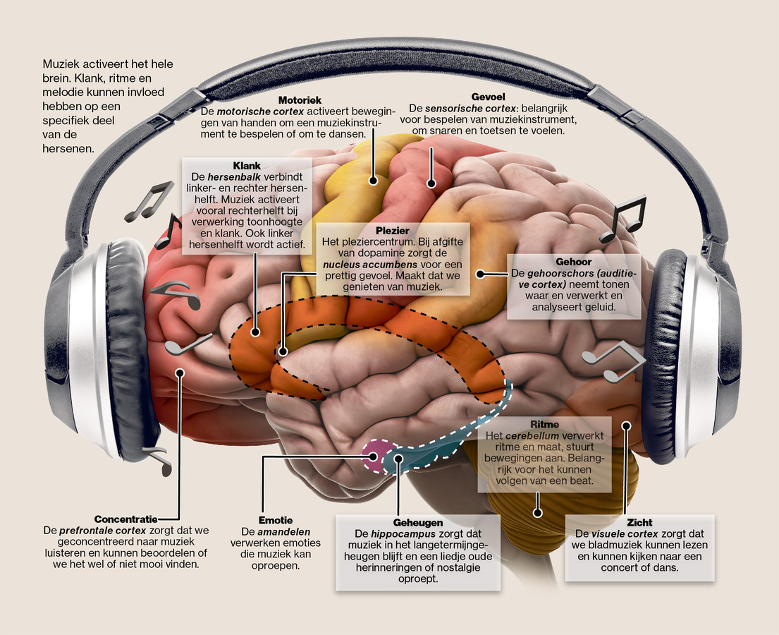 Dit is wat muziek met ons brein doet Foto gelderlander.nl