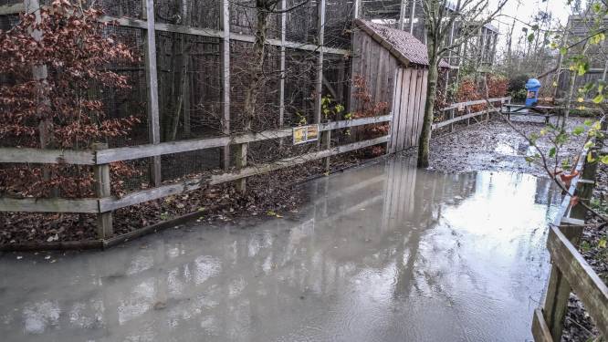 Dierenopvangcentrum De Zonnegloed heropent woensdag na overstromingen