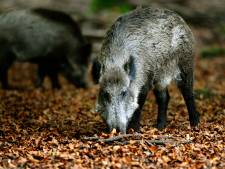 Jagers moeten recordaantal wilde zwijnen afschieten op Veluwe: ‘Er is veel wild, nou en?’