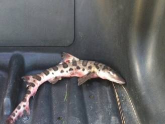 Levende haai valt uit de lucht op golfbaan, zes kilometer van de kust