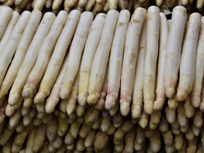 Het witte goud: op deze plekken in of bij Eindhoven scoor je asperges