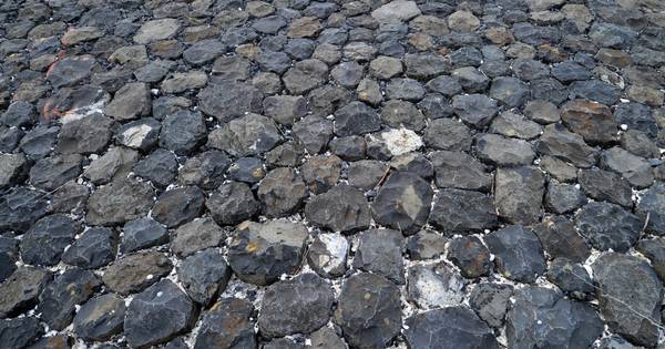 Maasoever op nog vijf locaties ‘ontsteend’ voor meer flora en fauna