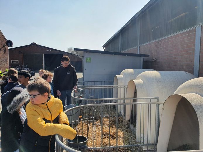 Meer dan 200 kinderen van de lagere scholen in Hoogstraten kwamen vrijdag naar de boerderij van Jef Ryvers in Castelré.