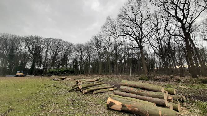 Massale kaalslag in voormalig Land van Ooit? Soms moet je slopen voor meer biodiversiteit
