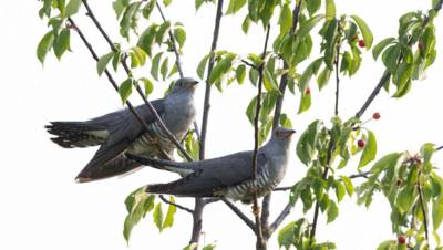 Lezing over de koekoek in Bakel