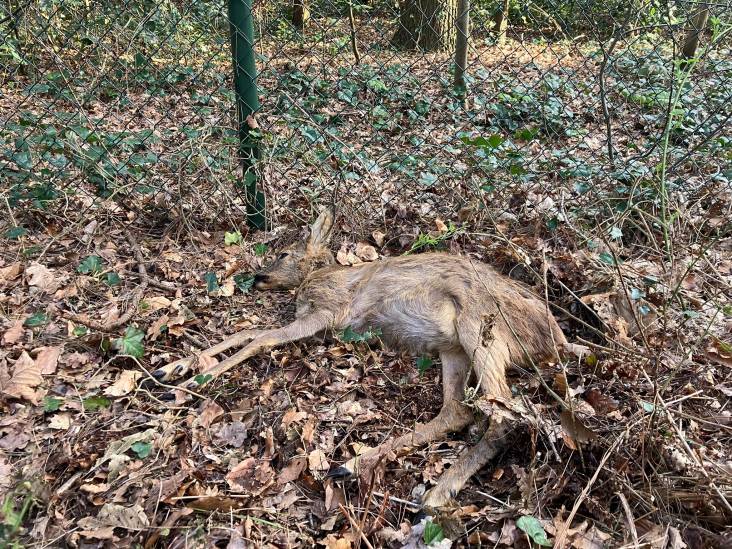 Jonge ree dood na klap op hek, dier vlucht in paniek voor loslopende hond: ‘Pislink word ik hiervan’