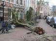 Eunice velt honderden bomen in Den Haag (ook monumentale): ‘Snel extra geld bij om ze te vervangen’ 