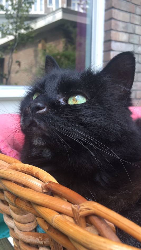 De 16-jarige poes Fleur is het liefste lekker in haar eigen huis.