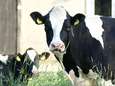 Uitkopen Brabantse boeren kost miljoenen