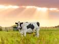 Primeur in België: Lidl wil enkel nog melk van grazende koeien